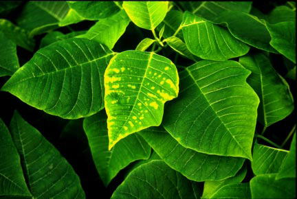 Typical leaf yellowing caused by Cycocel phytotoxicity of poinsettias